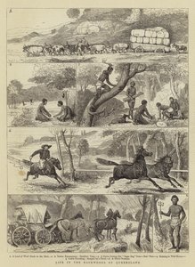 Life in the Backwoods of Queensland by Alfred Chantrey Corbould